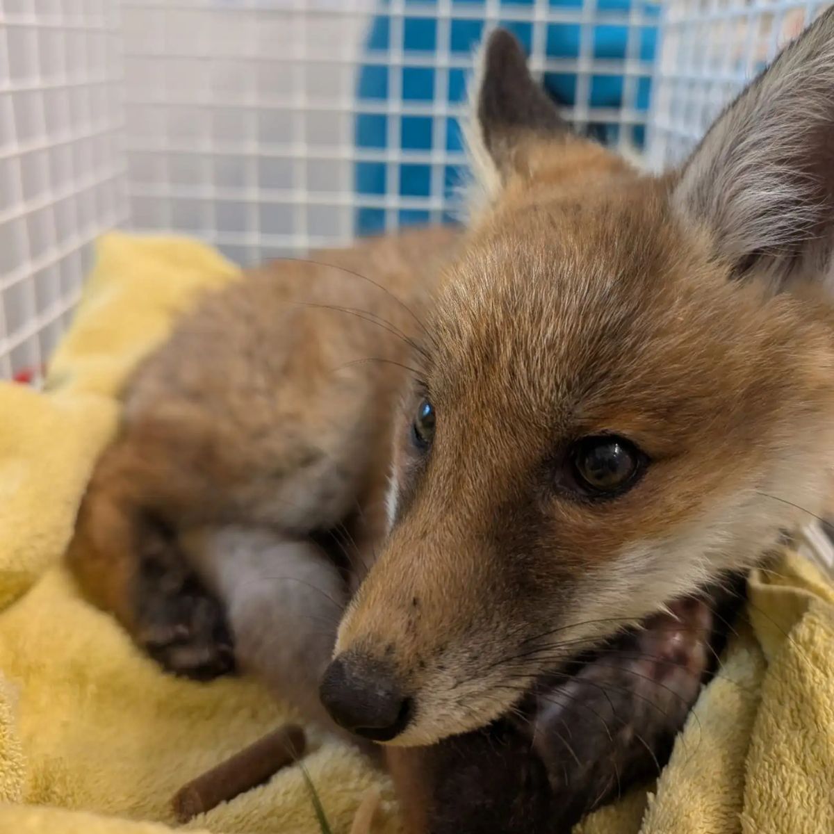 fox in cage