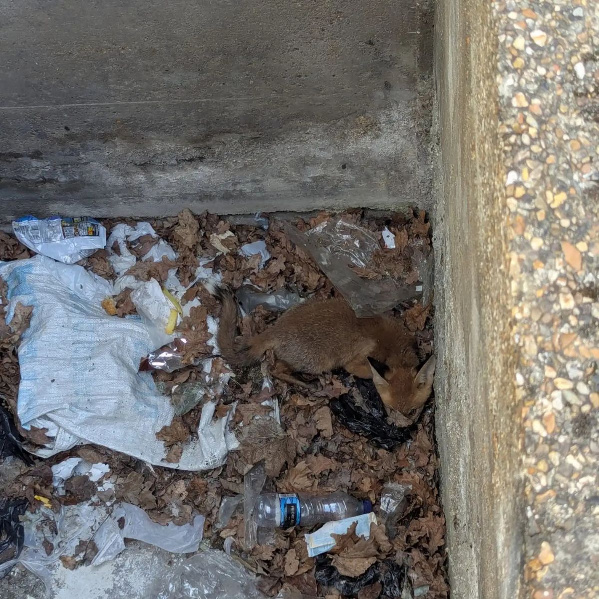 fox in drain