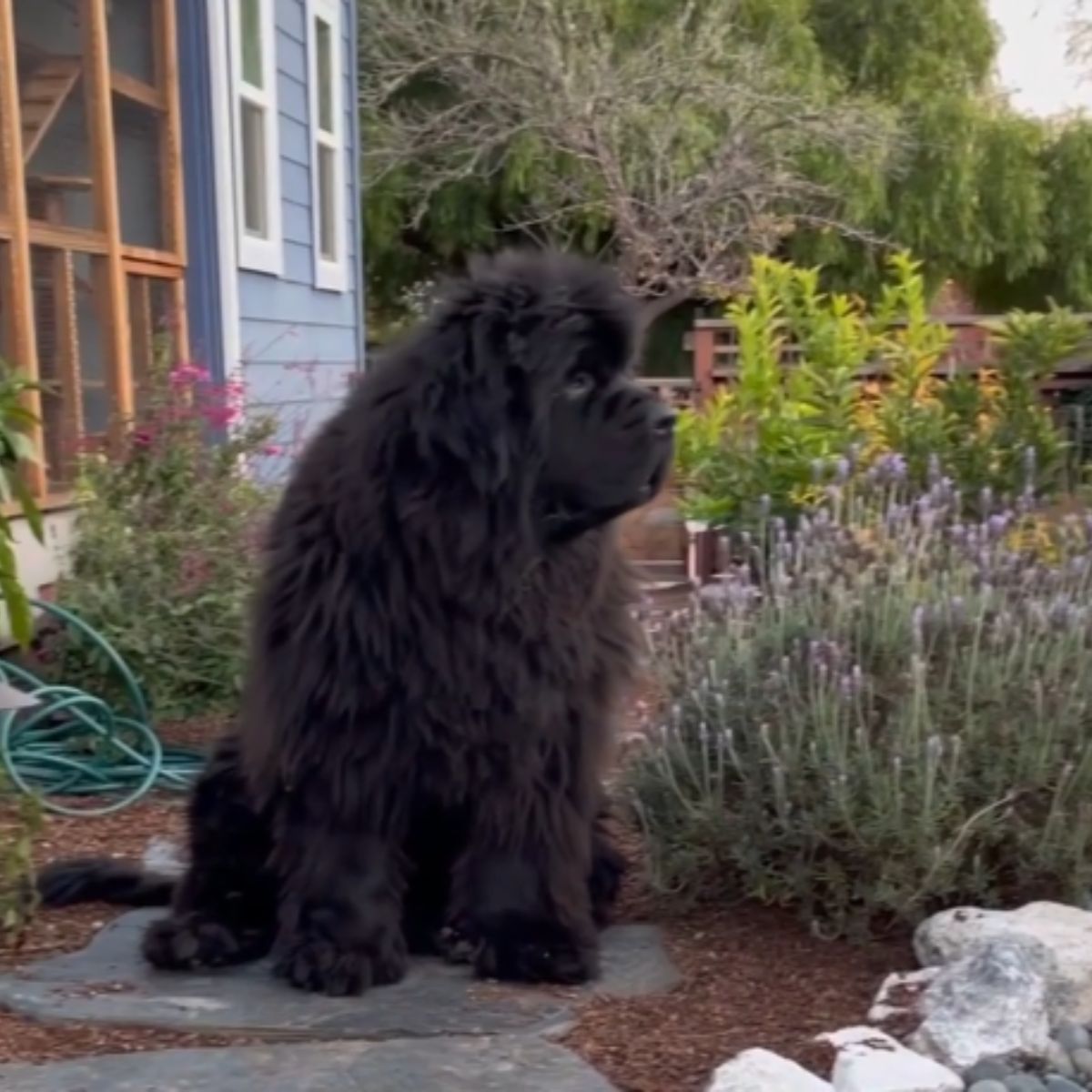 giant black dog