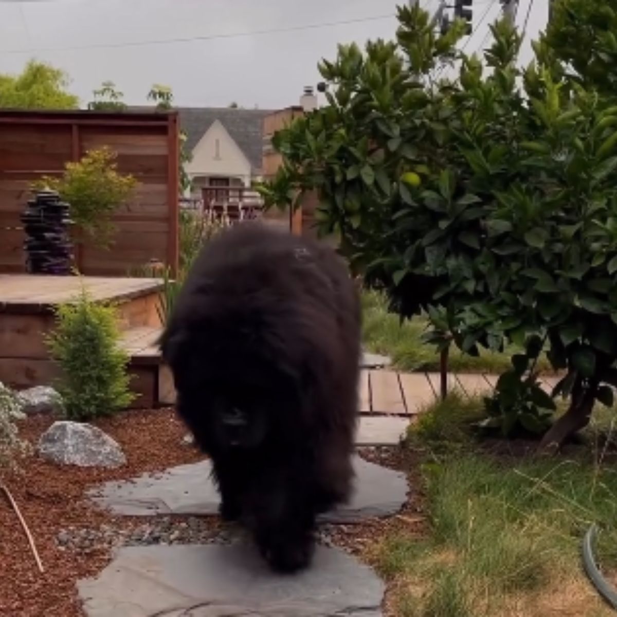 giant dog