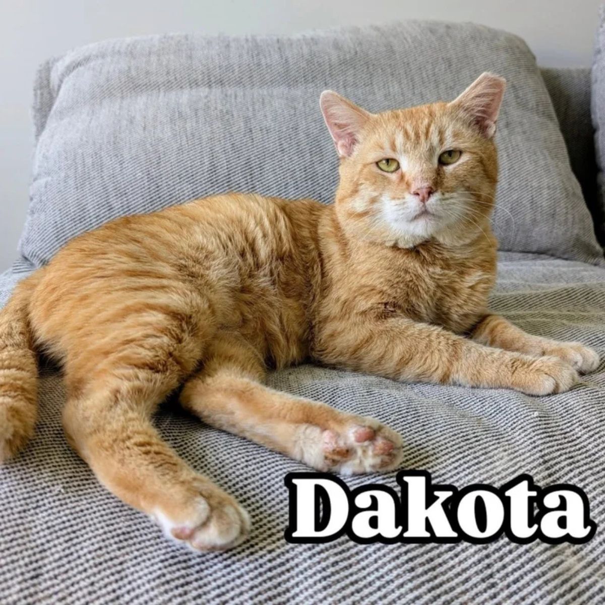 ginger cat on couch