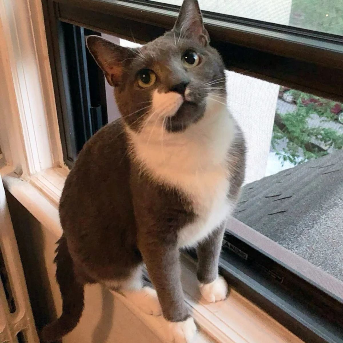 gray and white cat