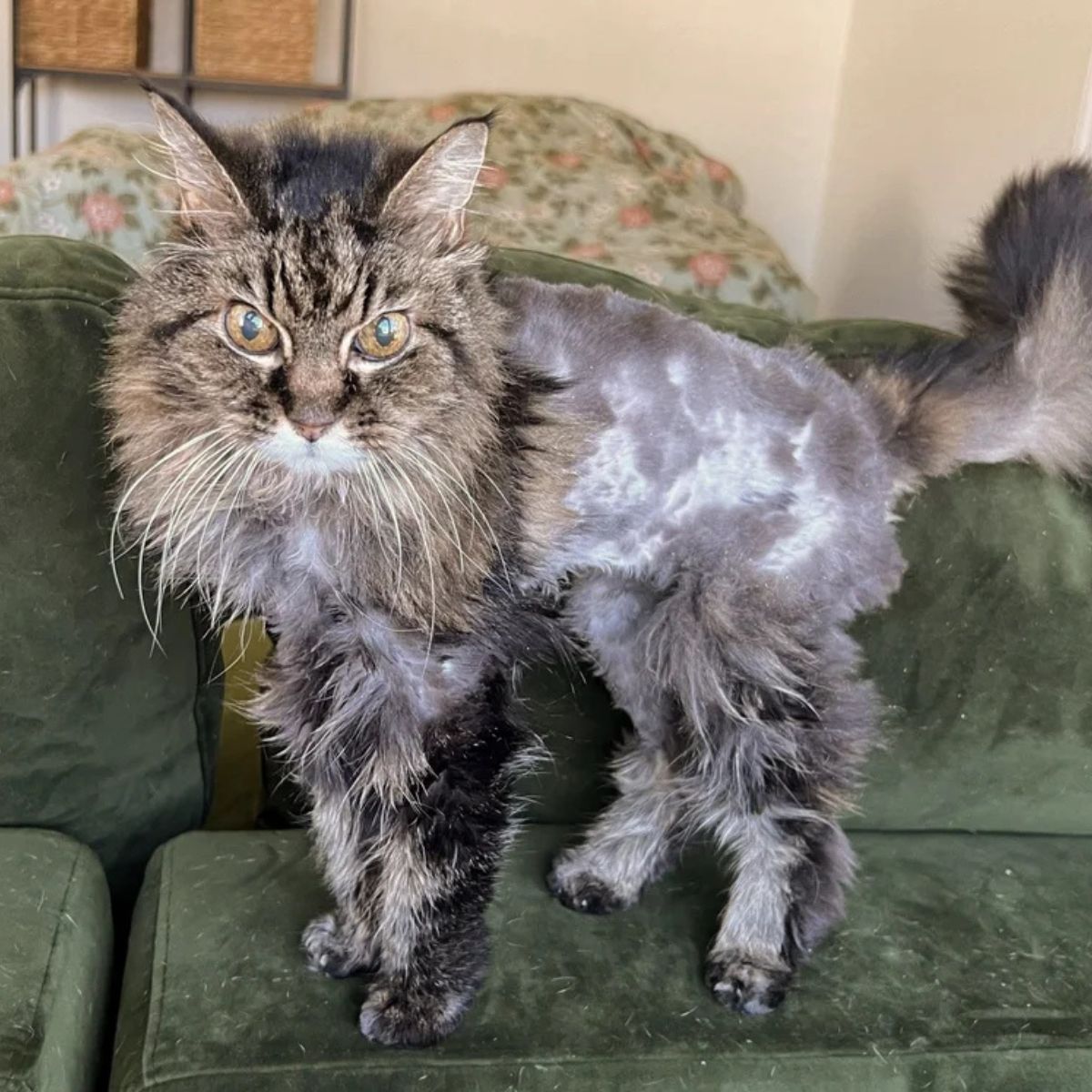 gray cat on a couch