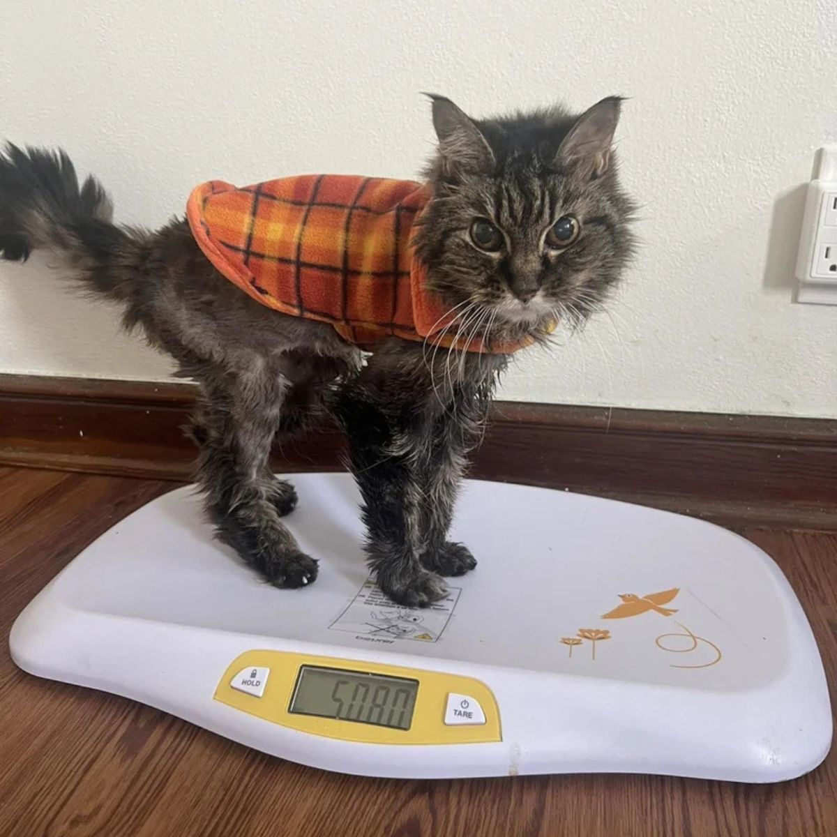 gray cat on a scale