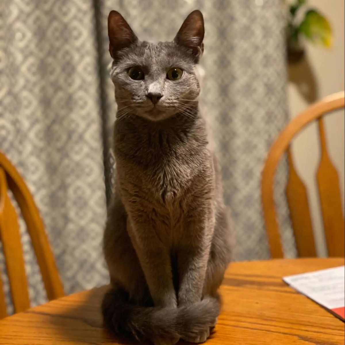 gray cat on table