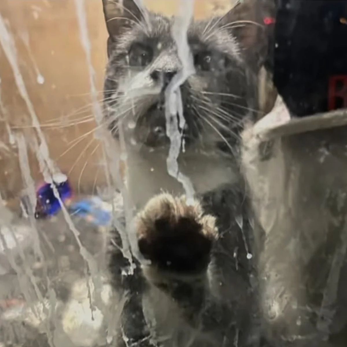 gray cat