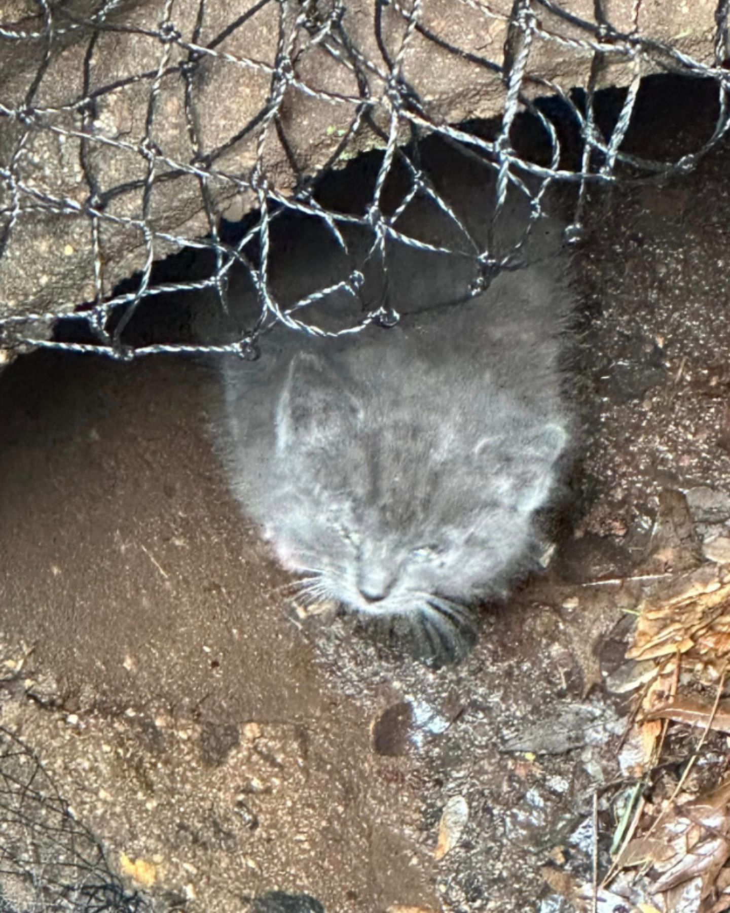 gray kitten