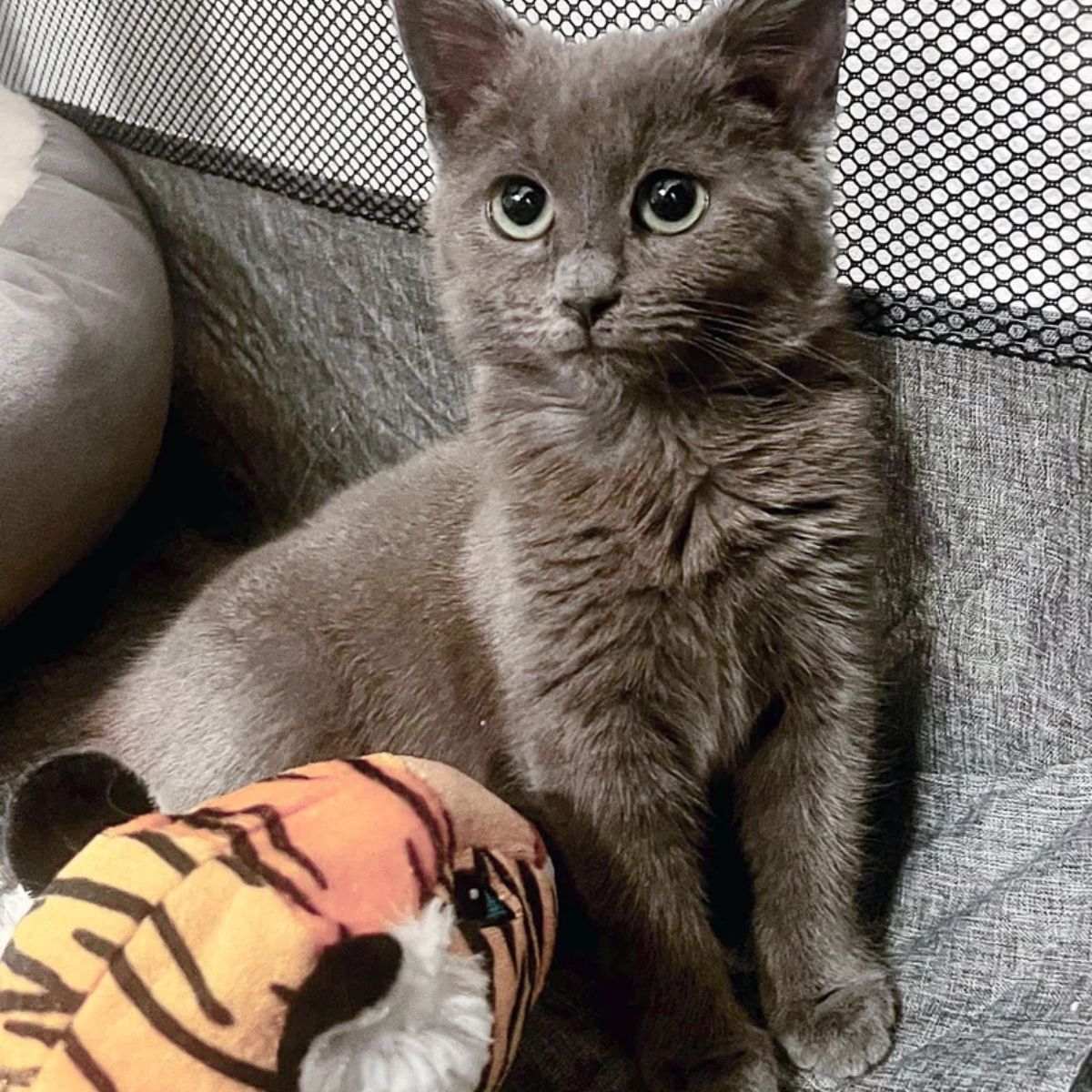 gray kitten and toy