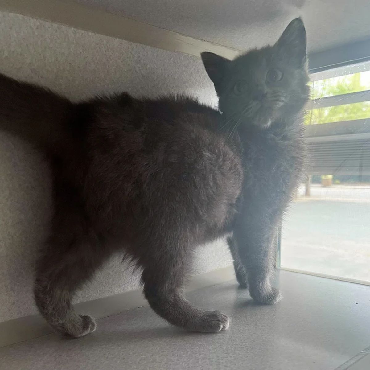 gray kitten