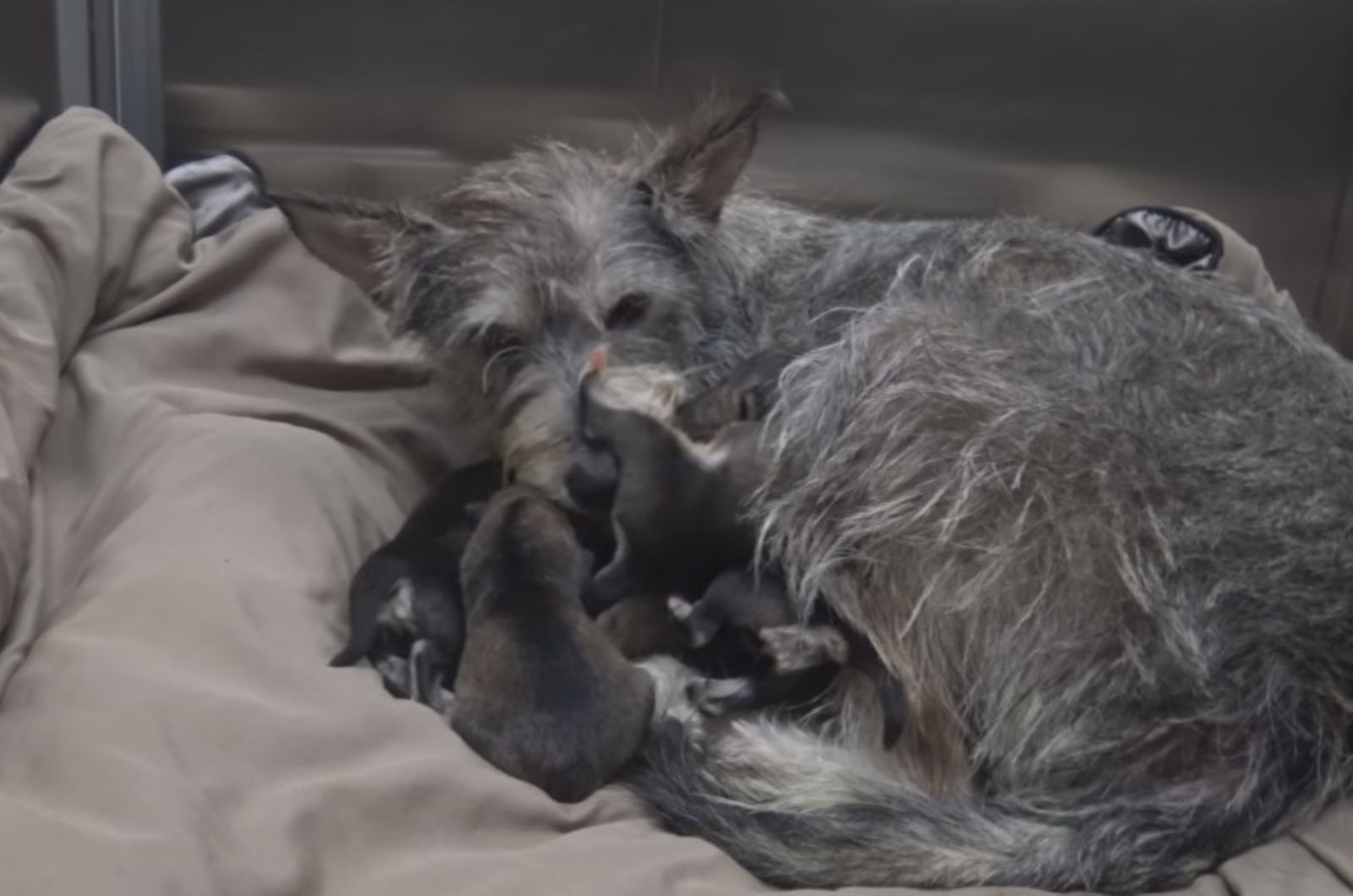 gray mother dog and puppies