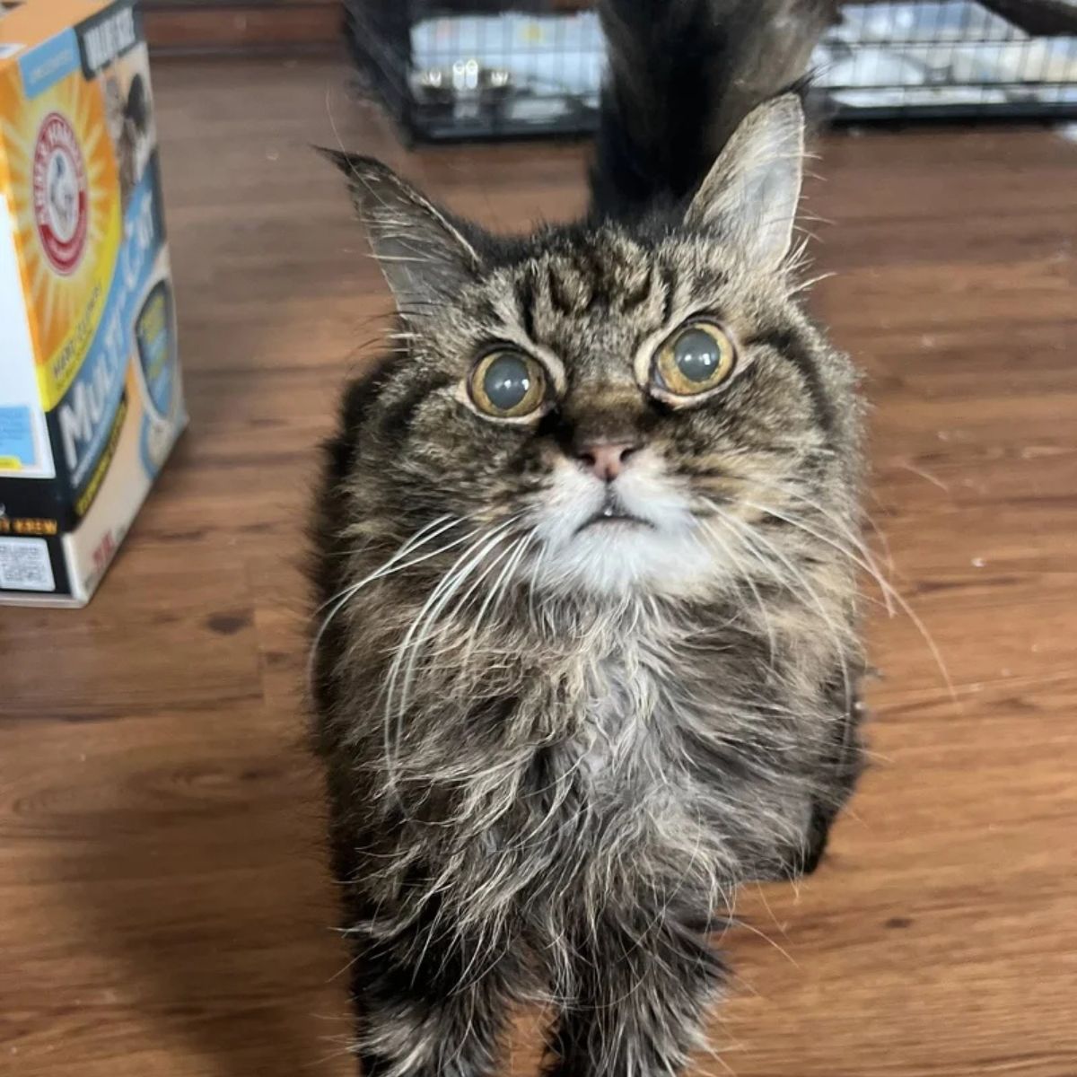 gray senior cat