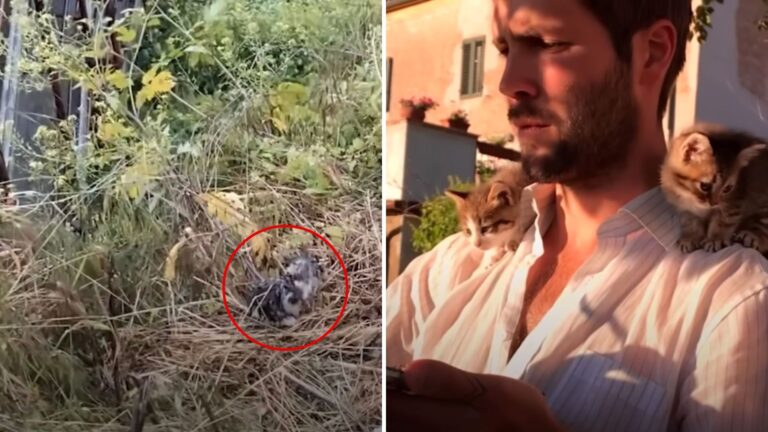 Man Sees A Clump Of Wet Fur In The Bushes After Storm And Can’t Believe What’s Beneath It