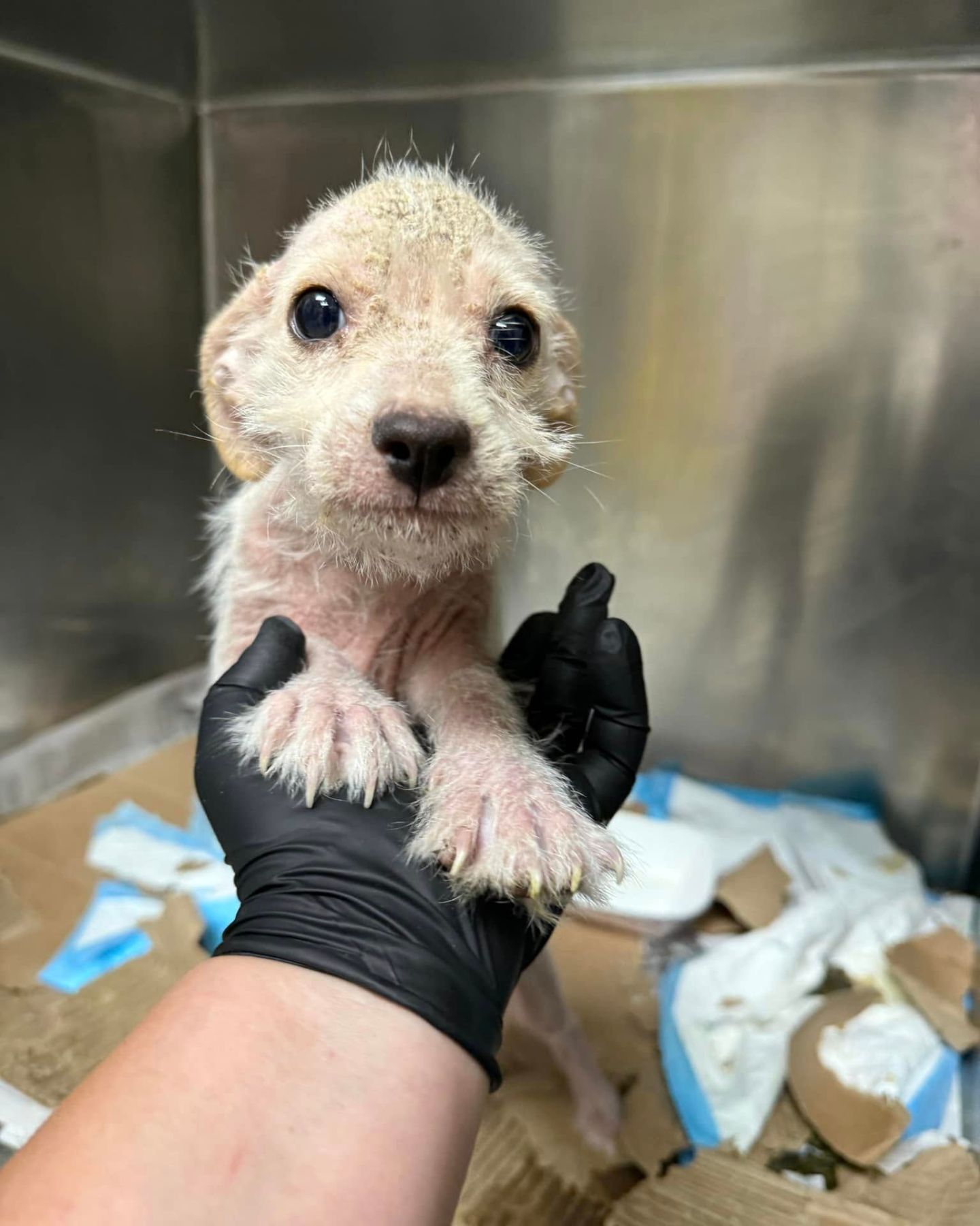 hand holding the puppy