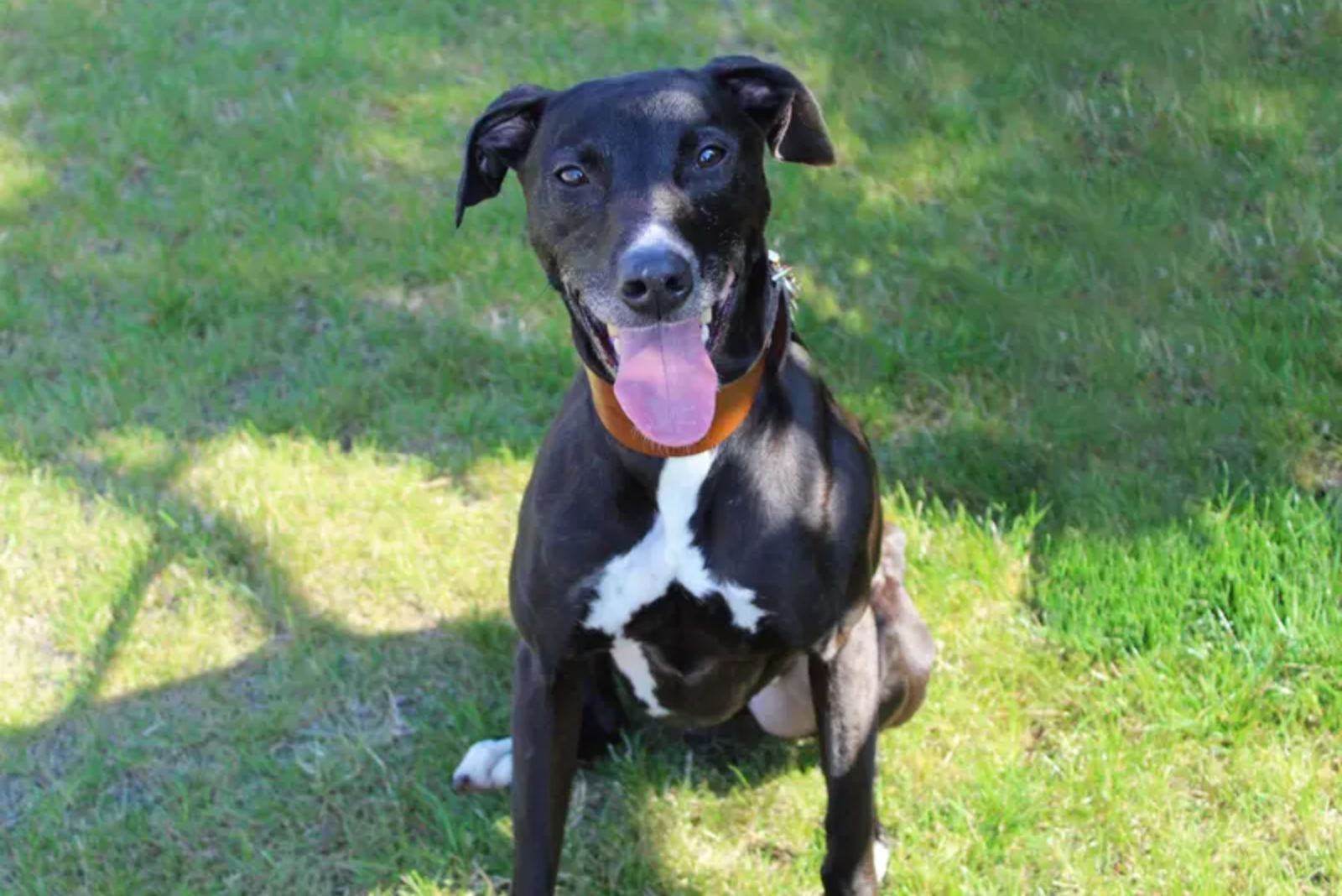 happy black dog