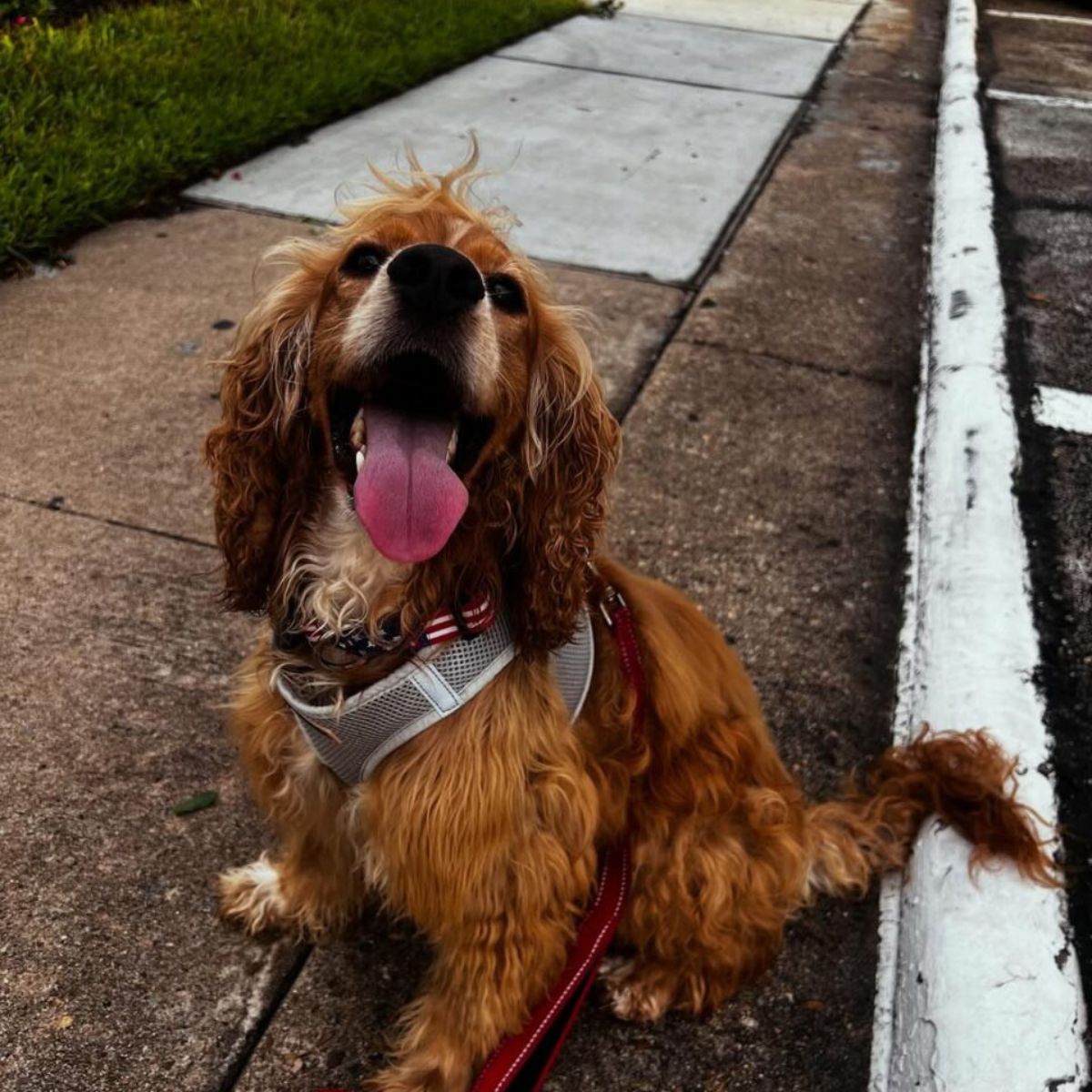 happy dog
