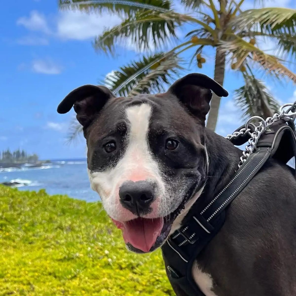 happy dog