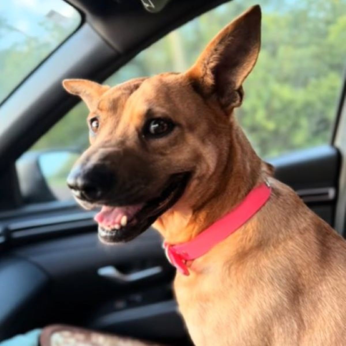 happy dog in car