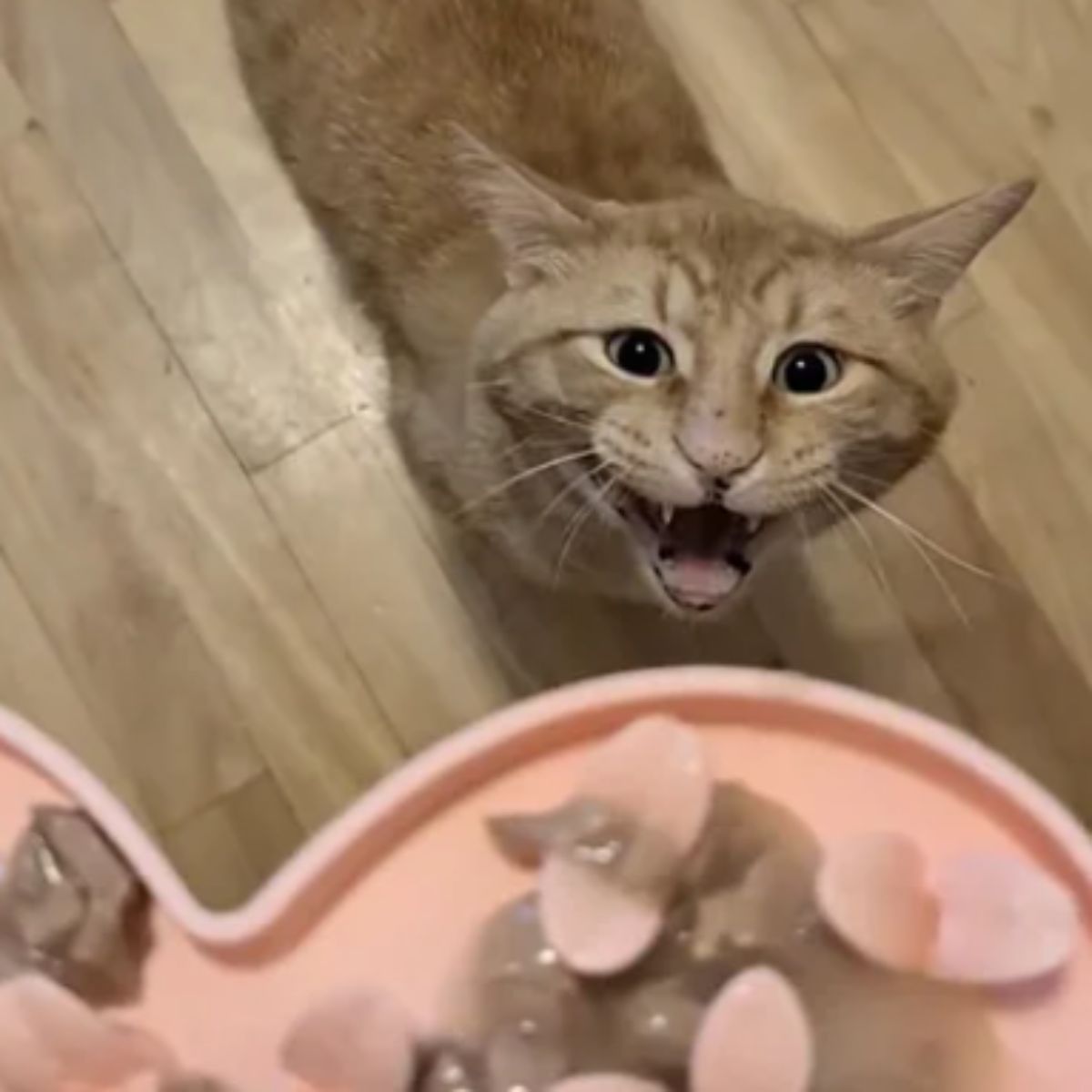 hungry orange cat