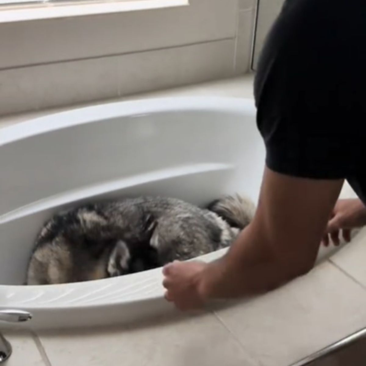 husky bathing