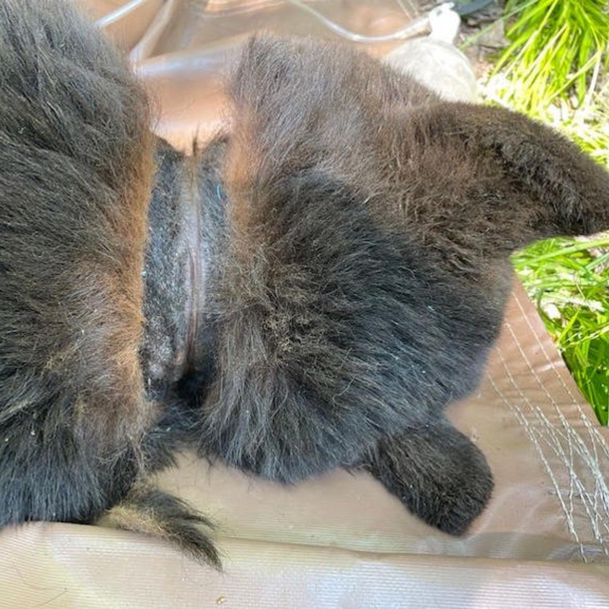injured bear