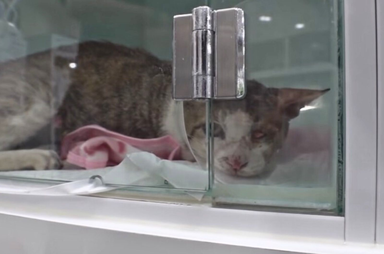 injured cat