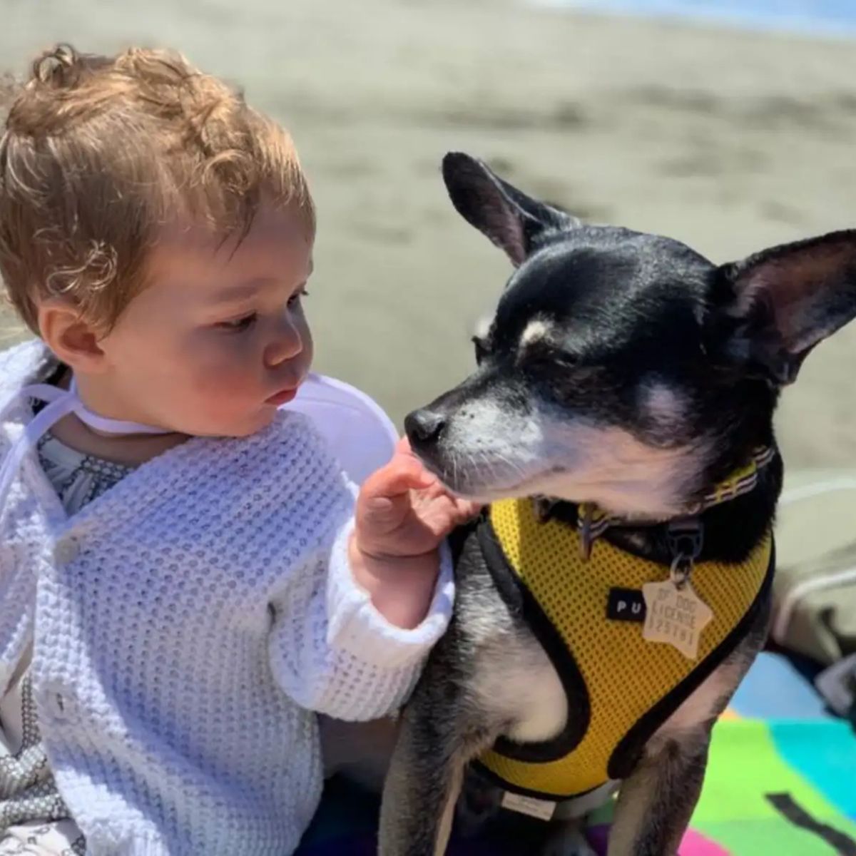 kid and dog