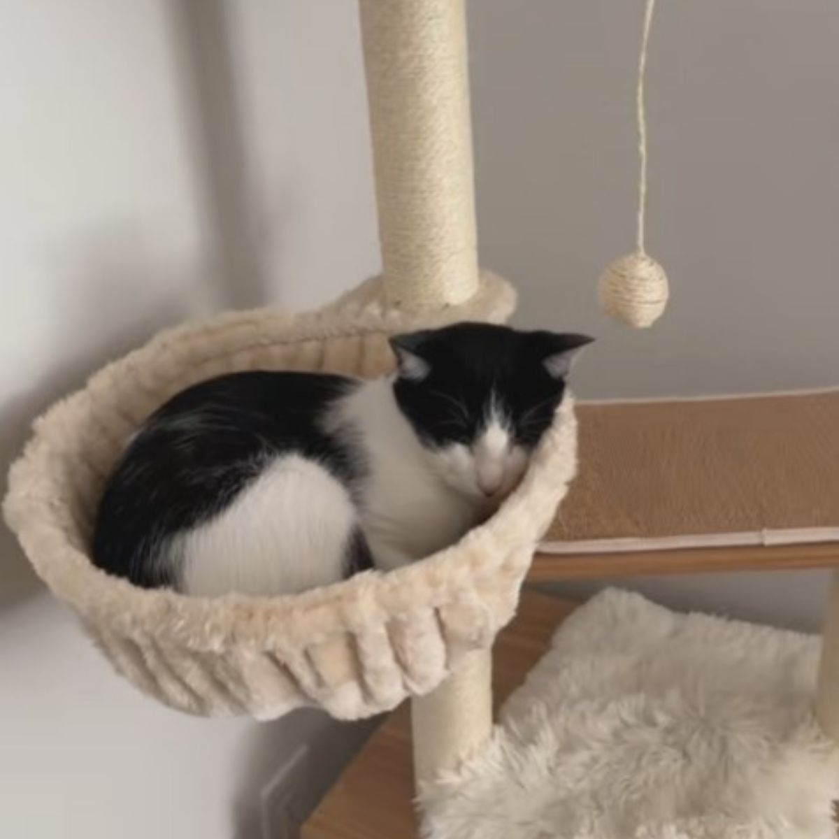 kitten lying in a basket