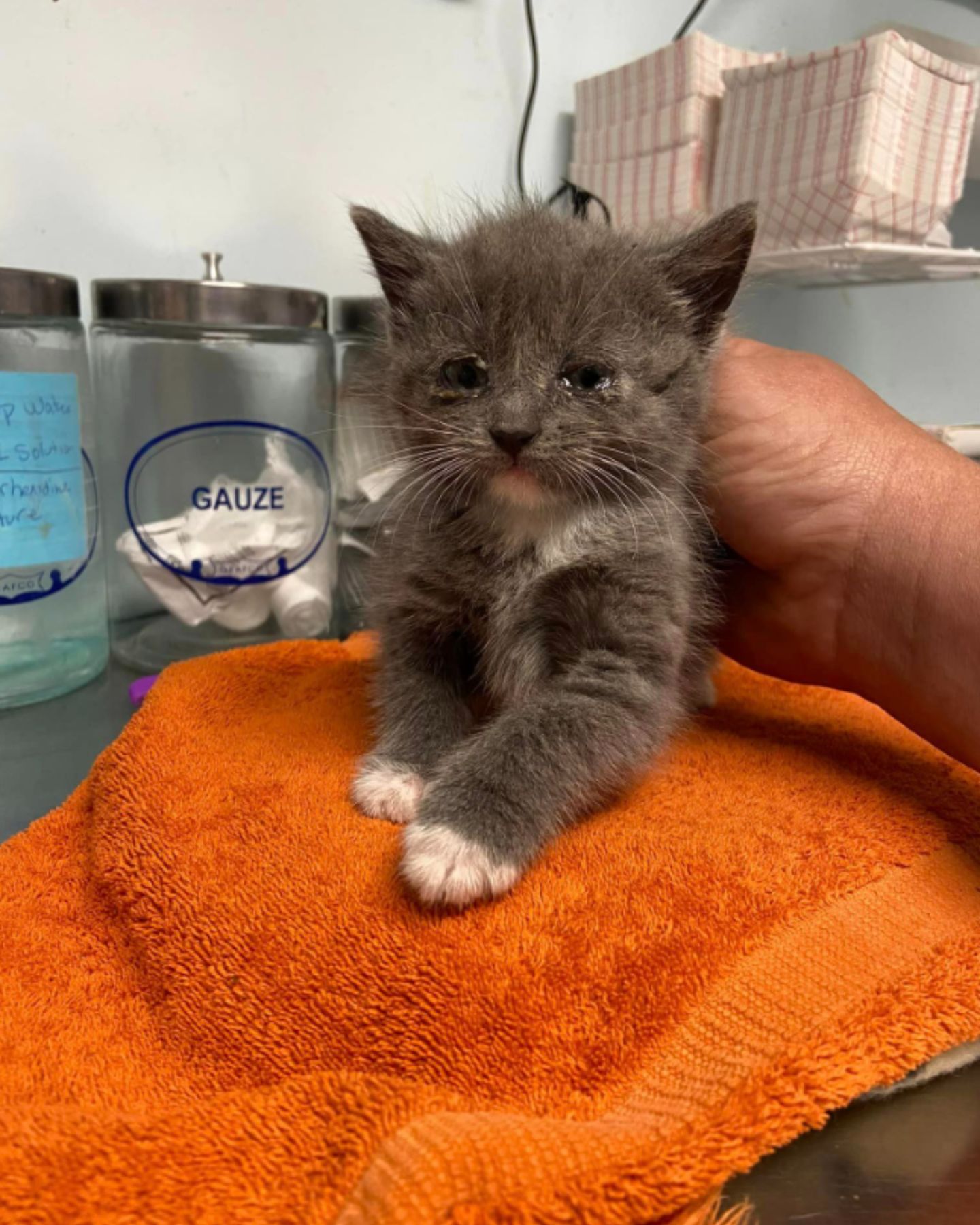 kitten sitting on orange blanket