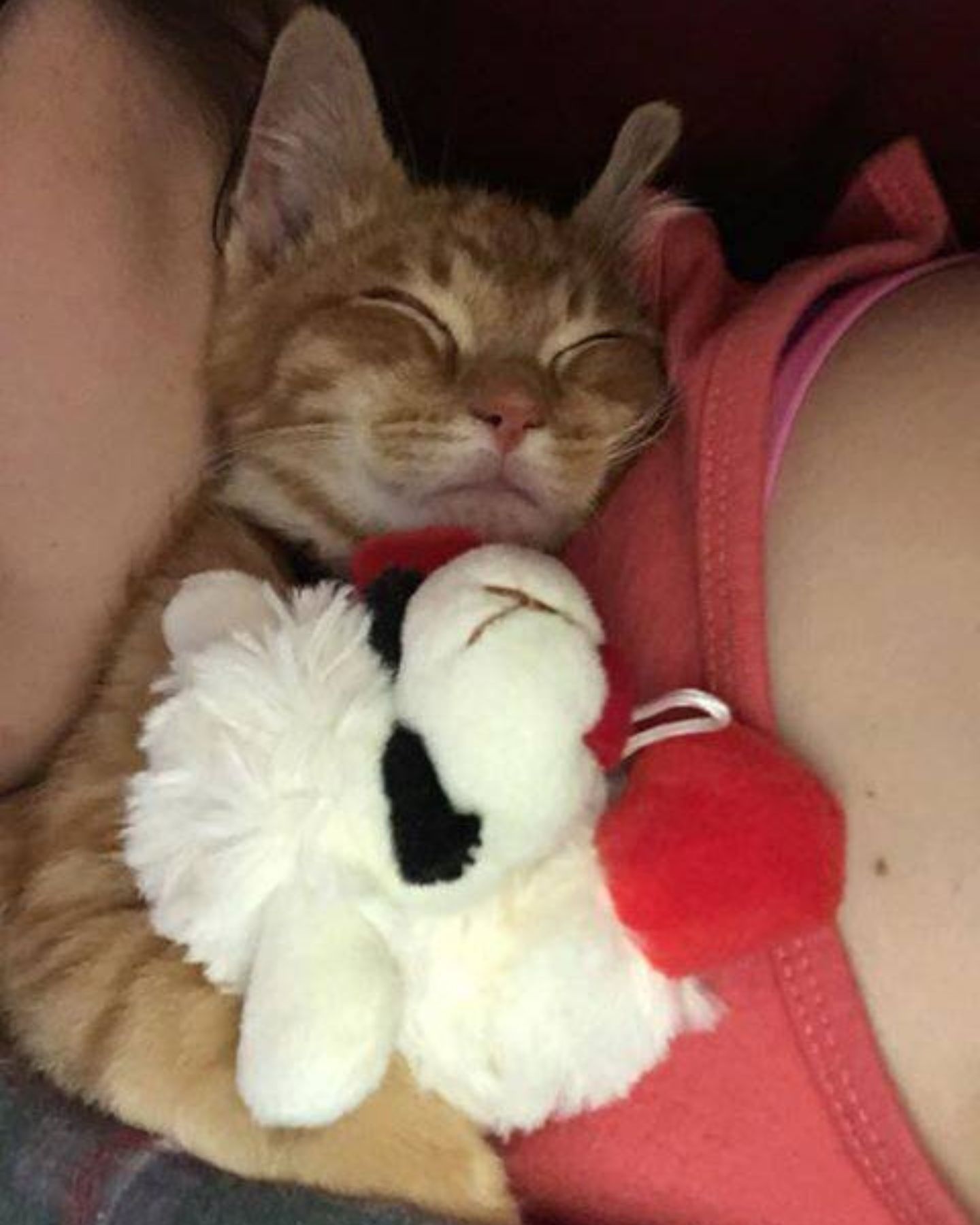 kitten sleeping