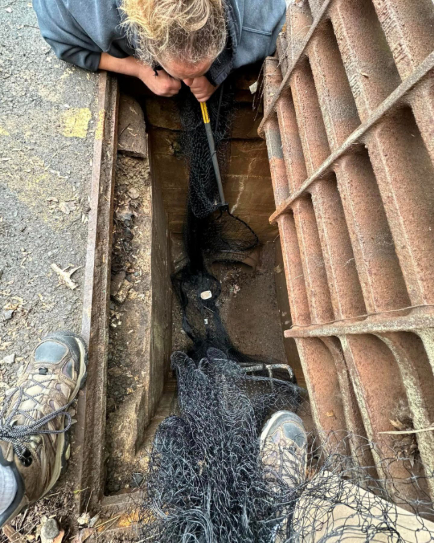 kitten trapped in storm drain