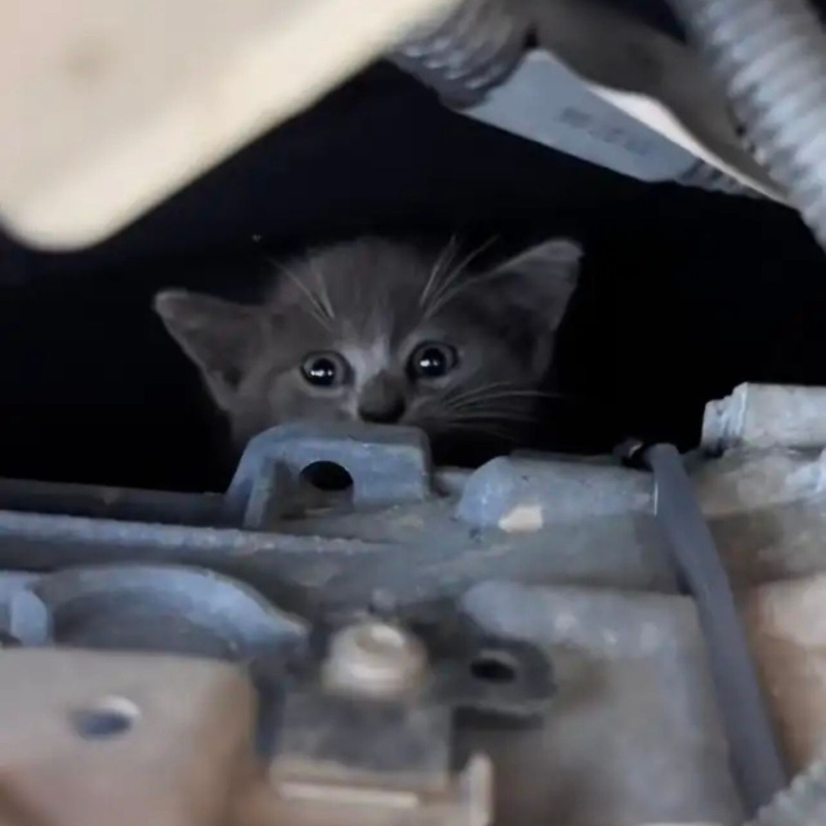 kitten under the hood
