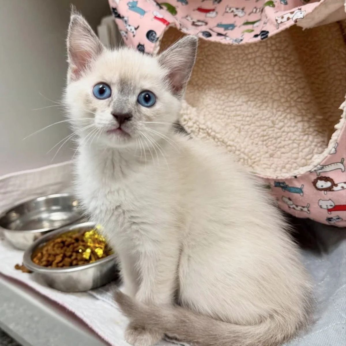 kitten with blue eyes