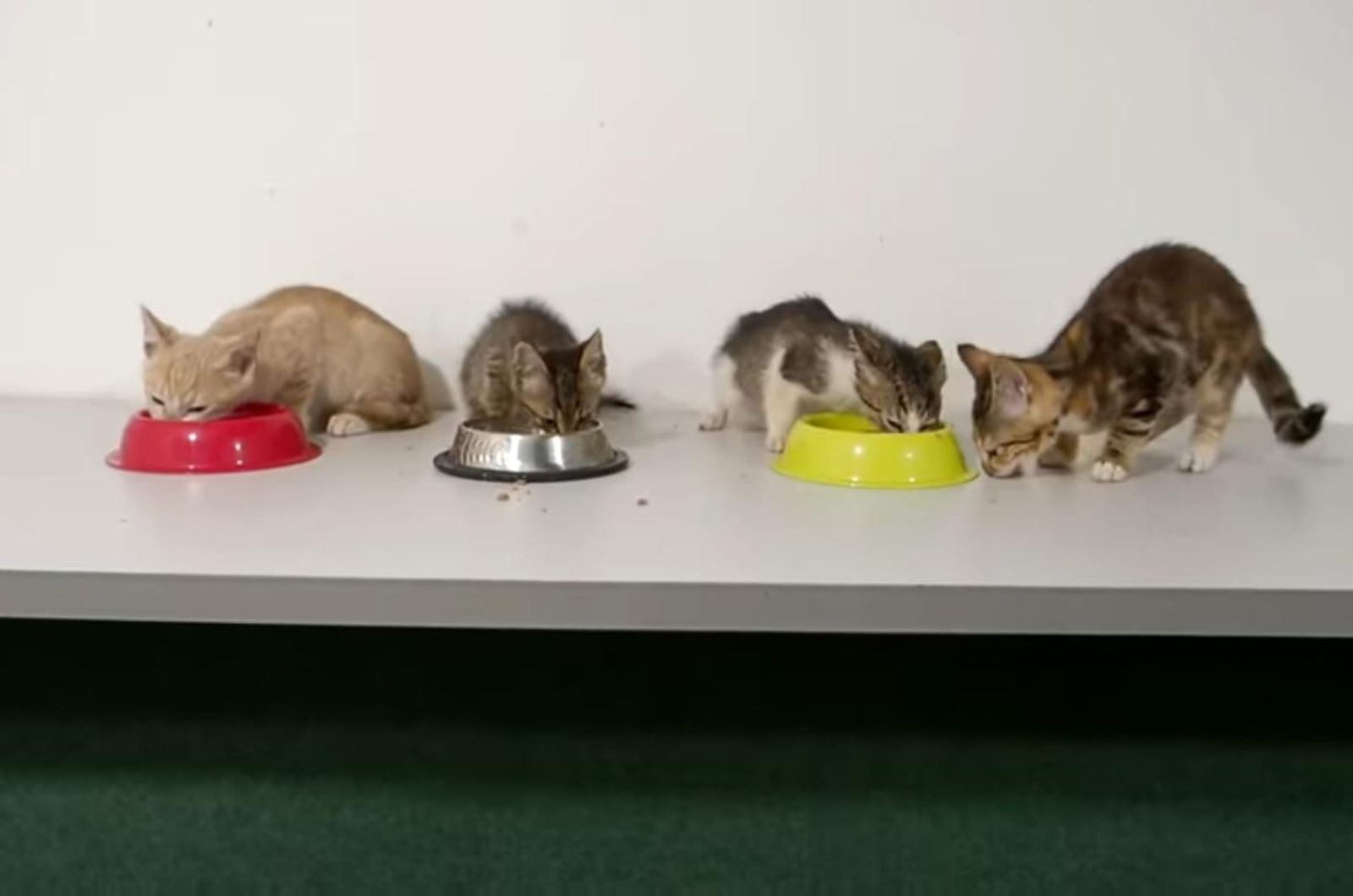 kittens eating