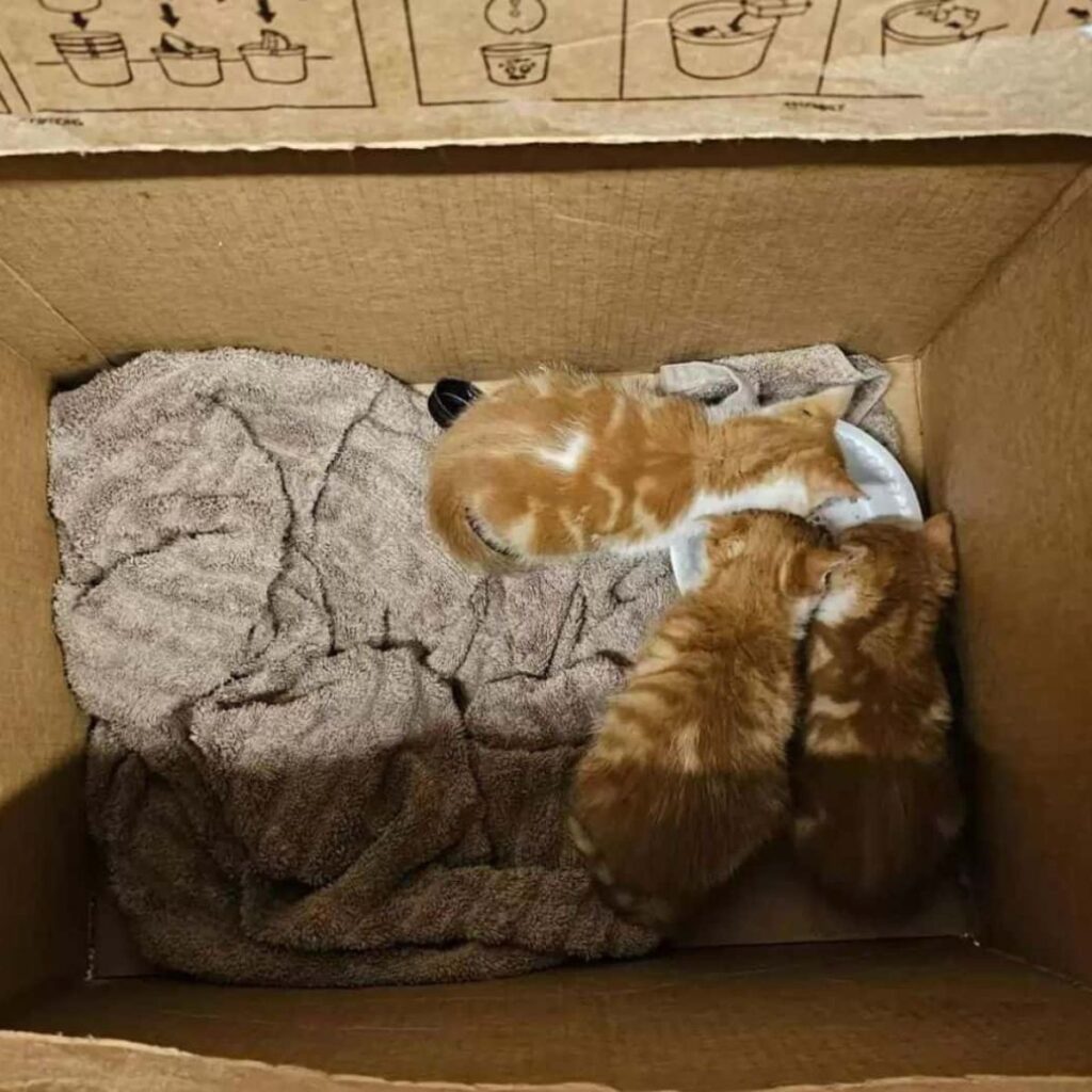 kittens in box