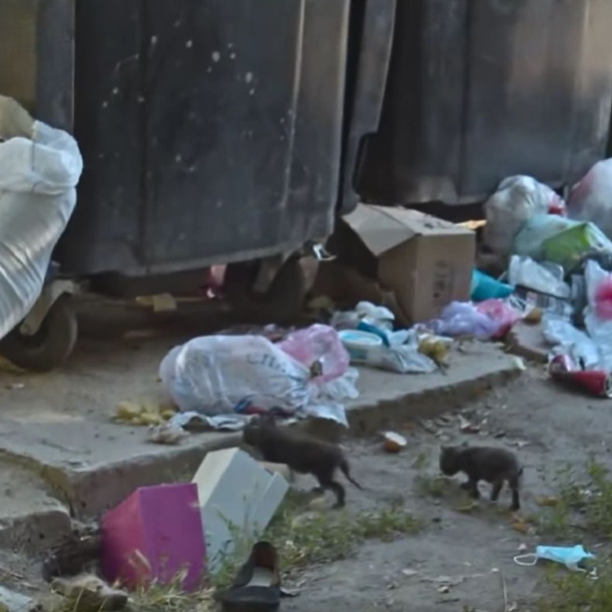 kittens in trash