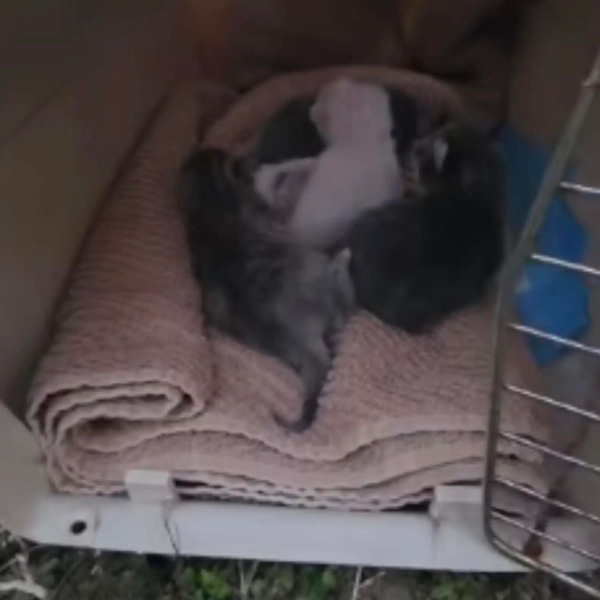 kittens lying on a blanket