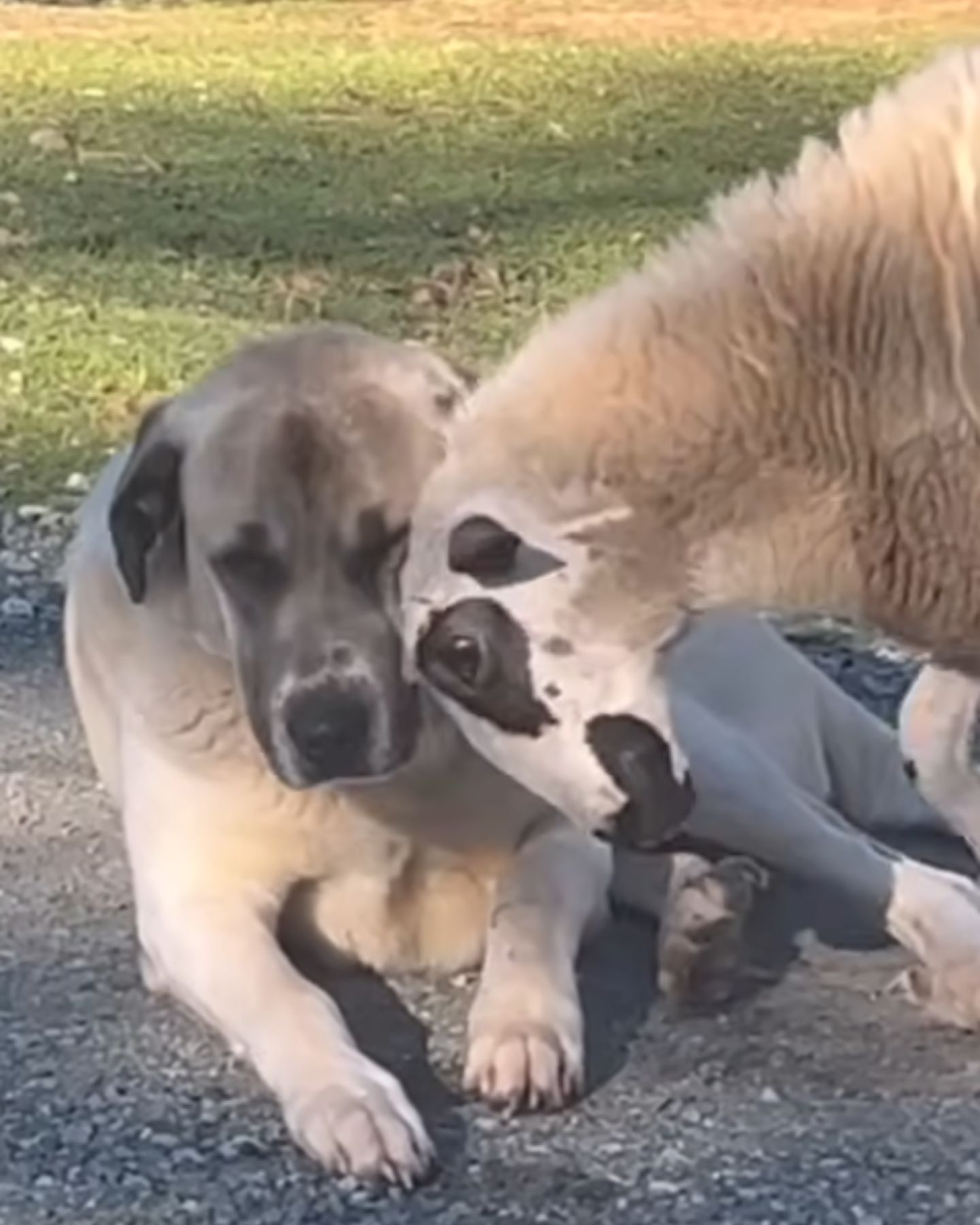 lamb and dog