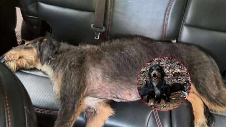 Mama Dog Found With 3 Puppies By Mississippi Road Walks Up To Rescuer And Crashes In Her Car