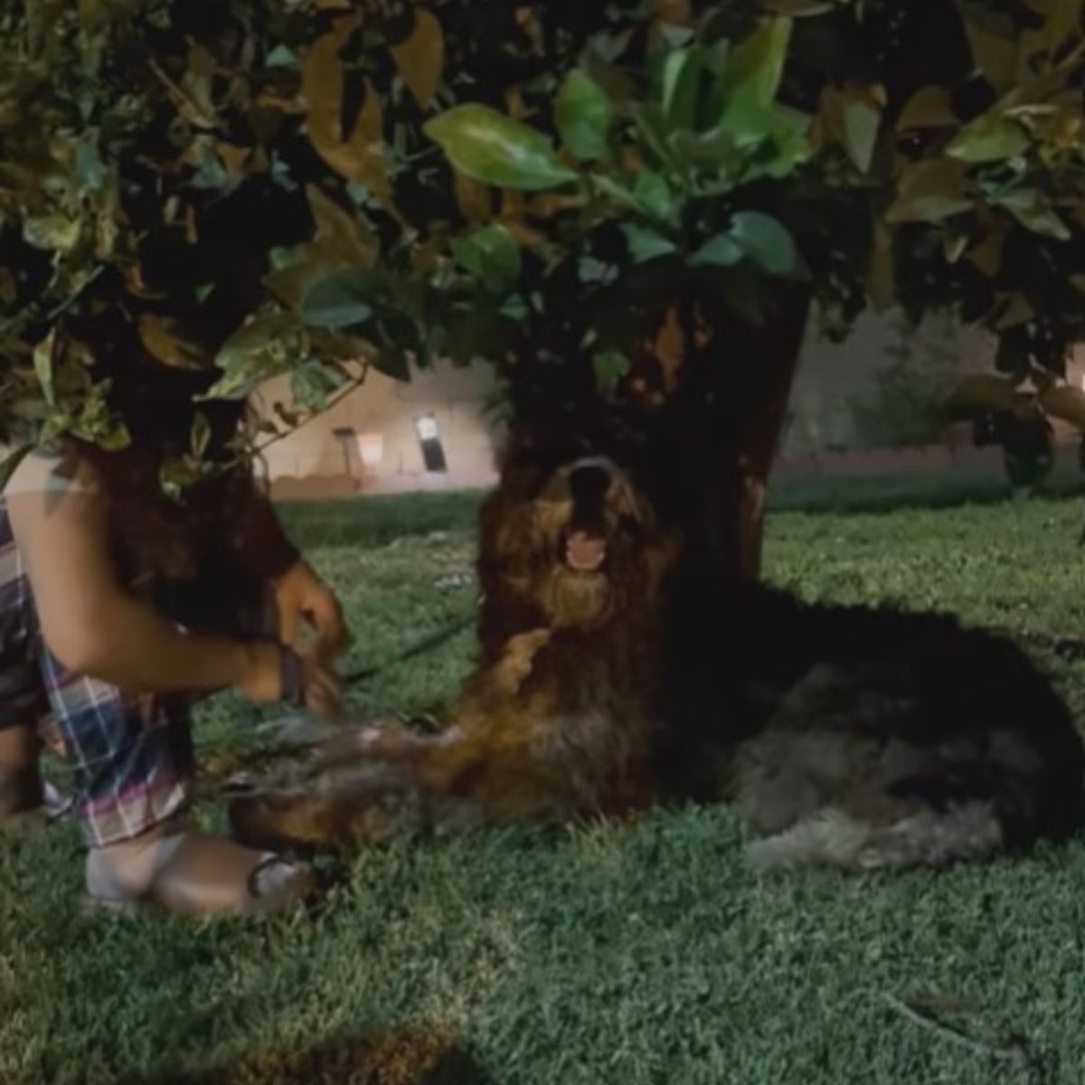 man and dog