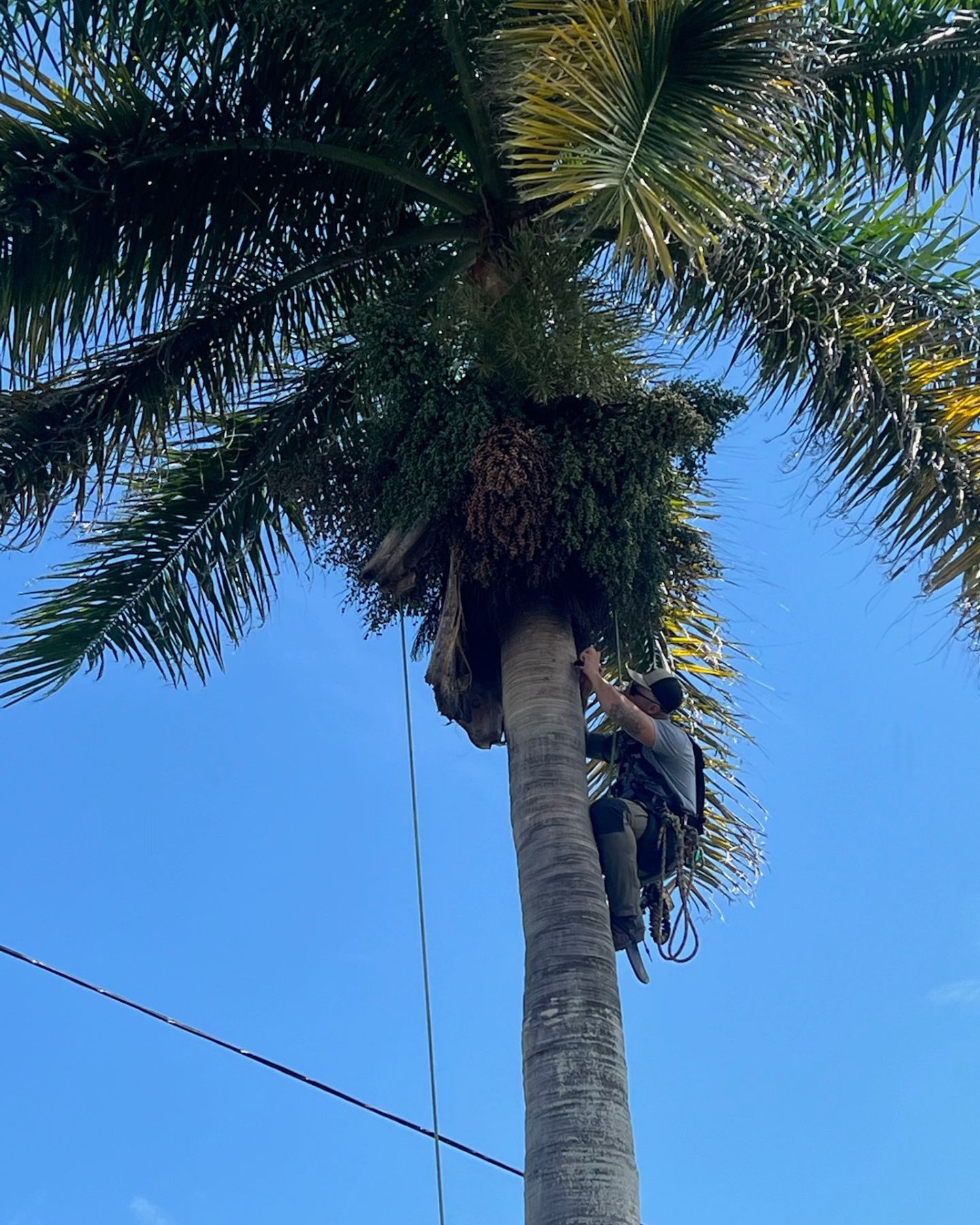 man climbing on a tree