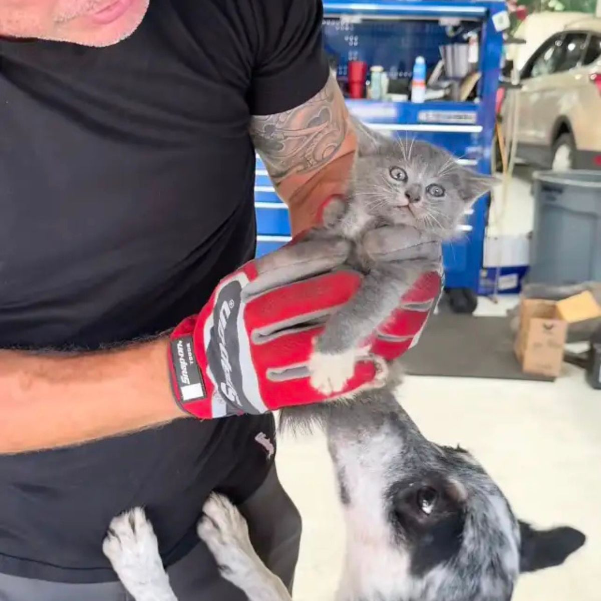 man holding a sweet kitten