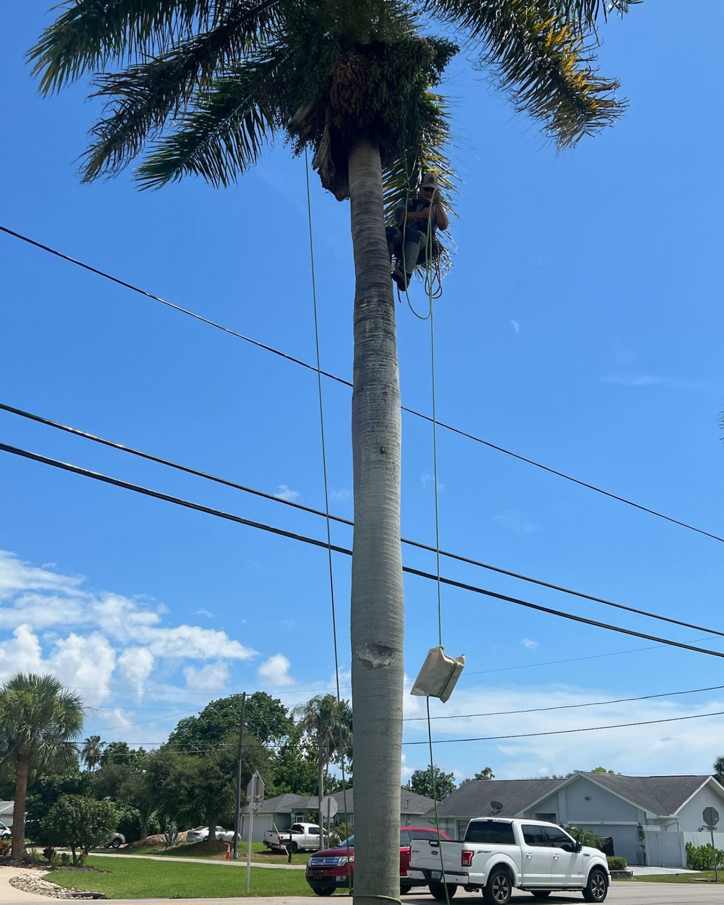 man on a palm tree