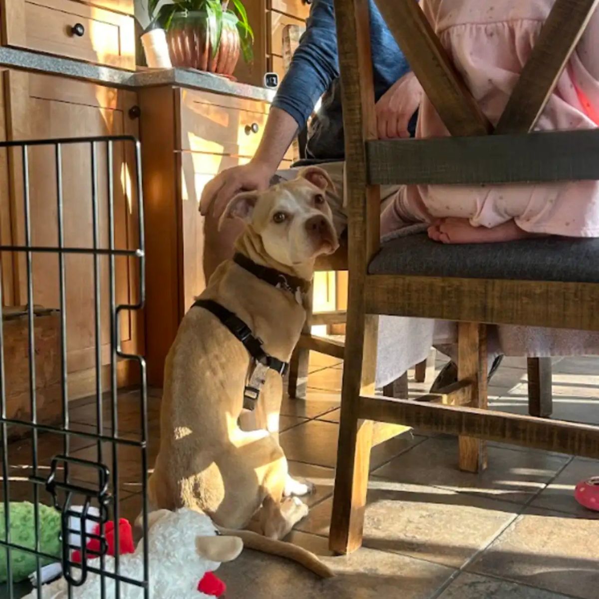 man petting a dog