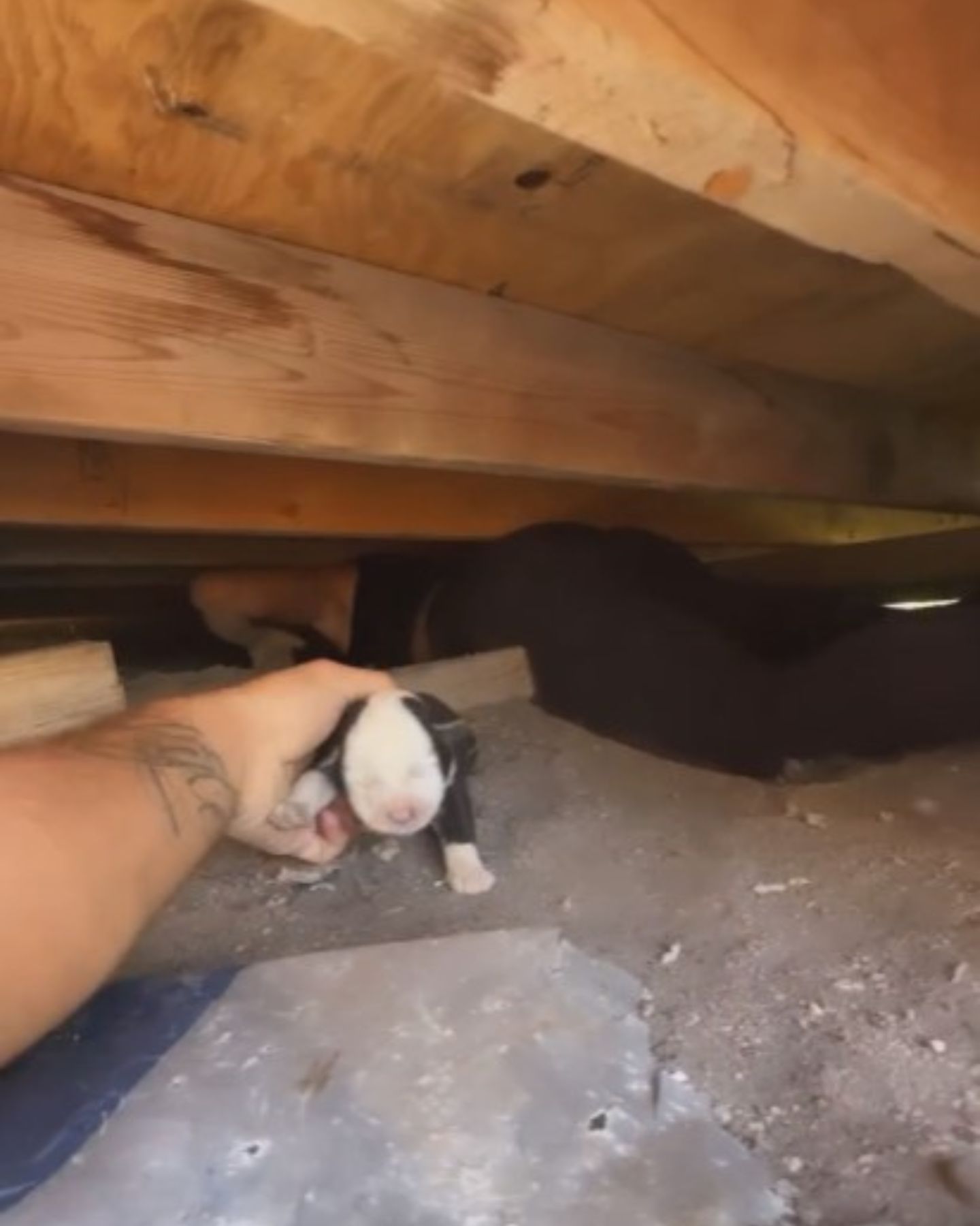 man pulling tiny puppy