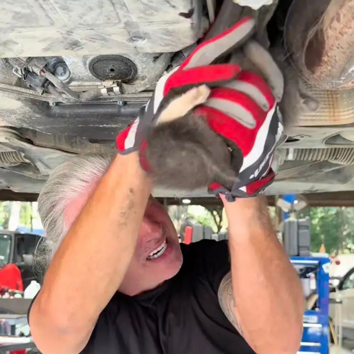 man saving a kitten