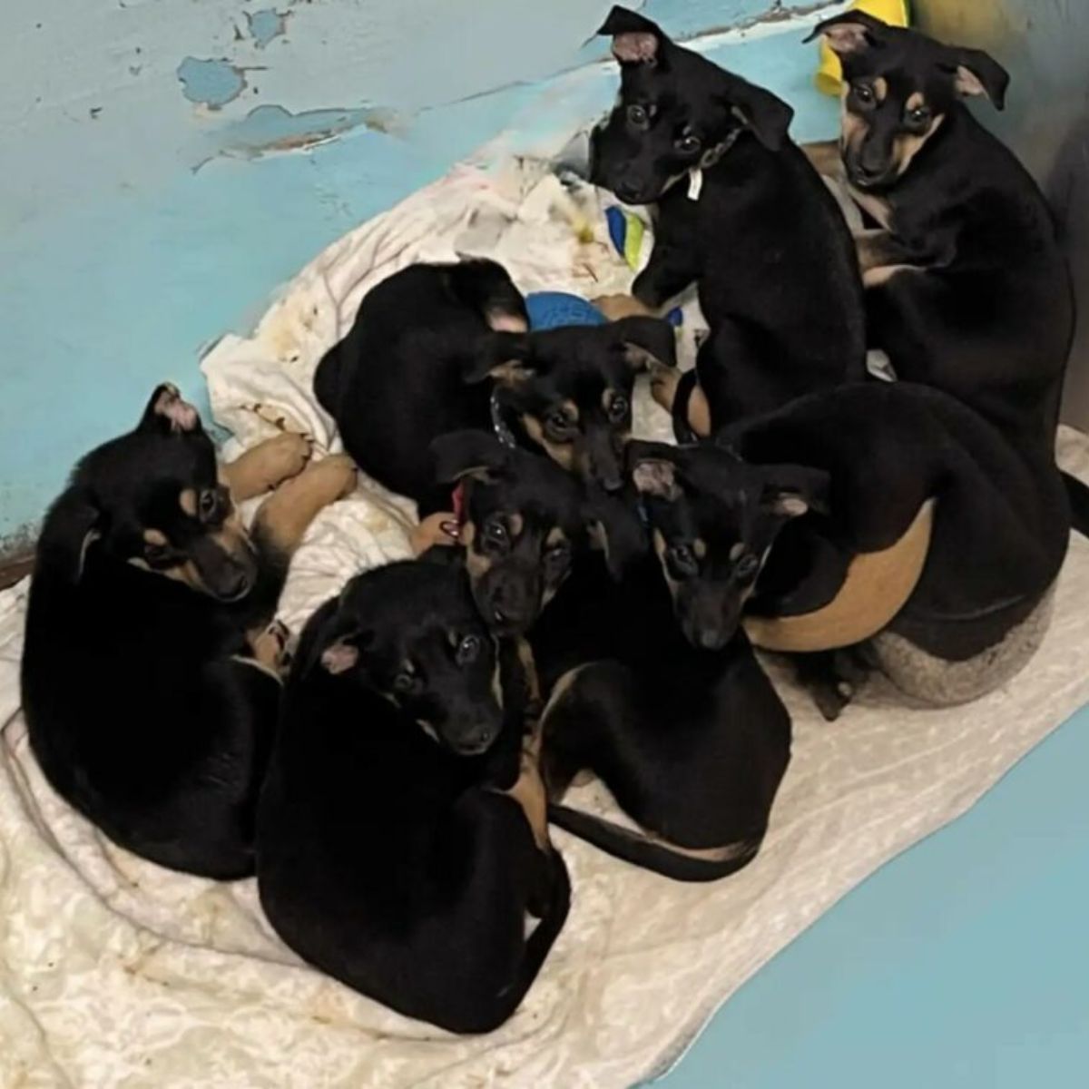 many black puppies