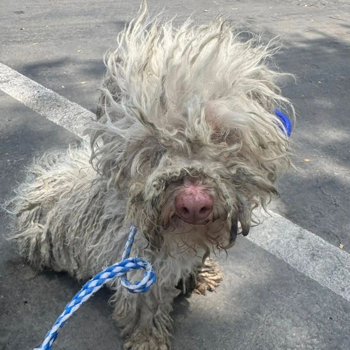 matted dog