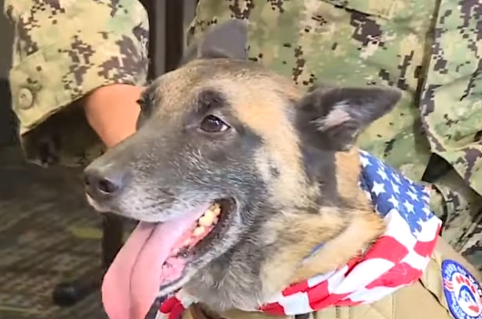 military dog and solider