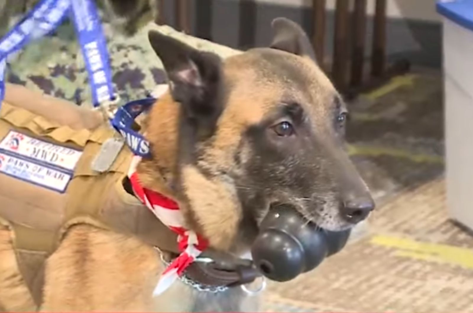 military dog