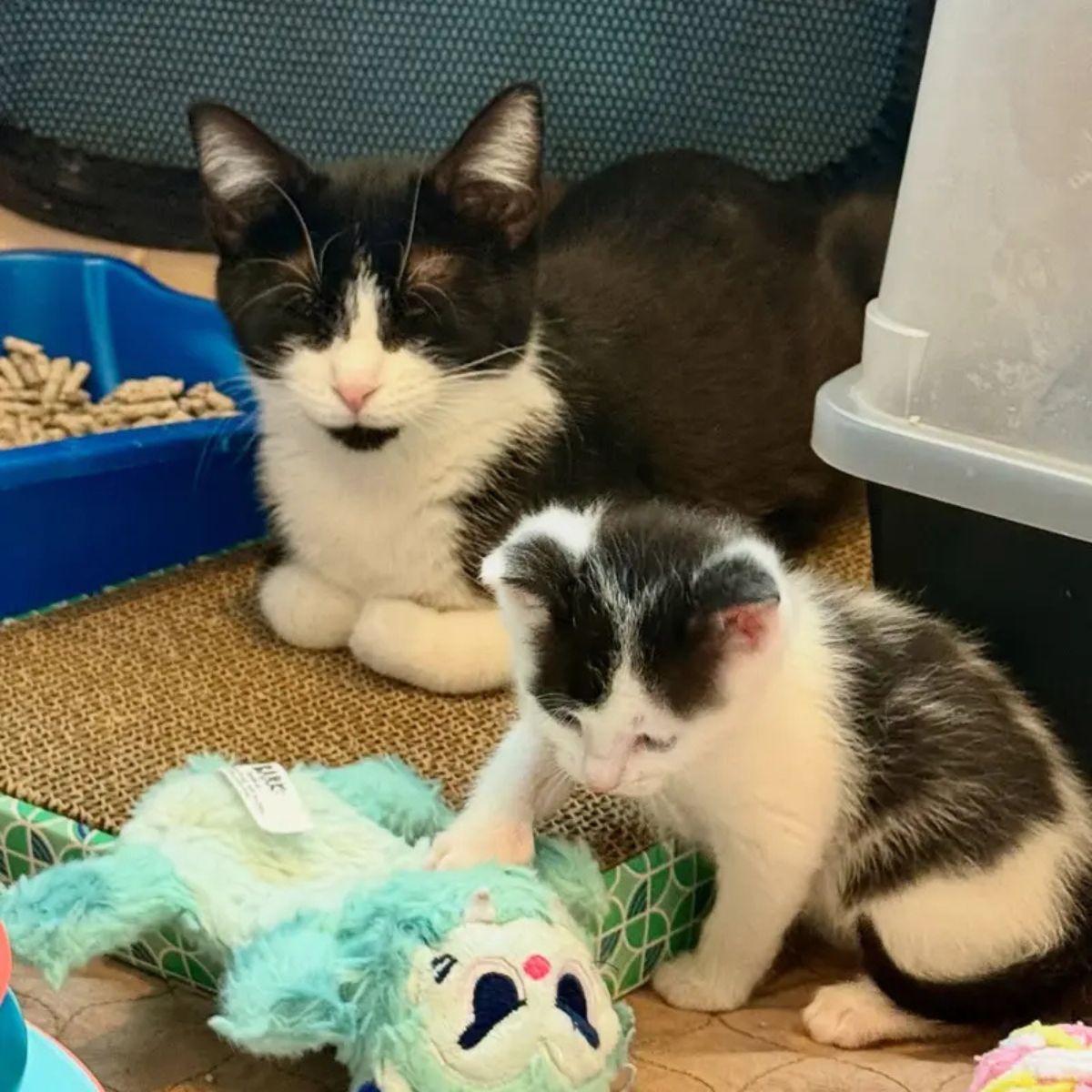 mother cat and kitten